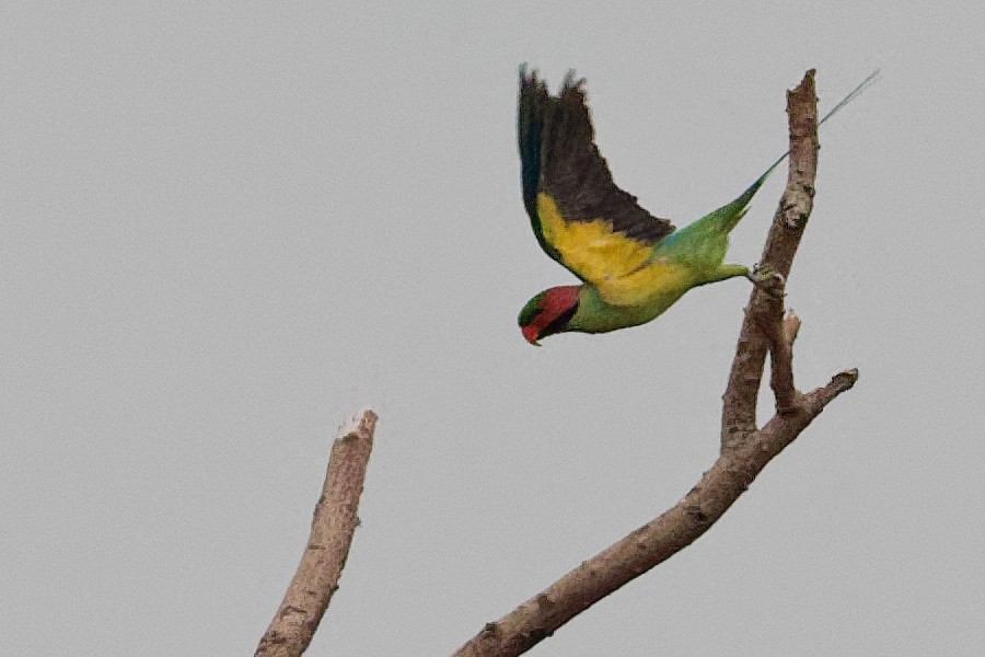 Long-tailed Parakeet - Vincent Wang