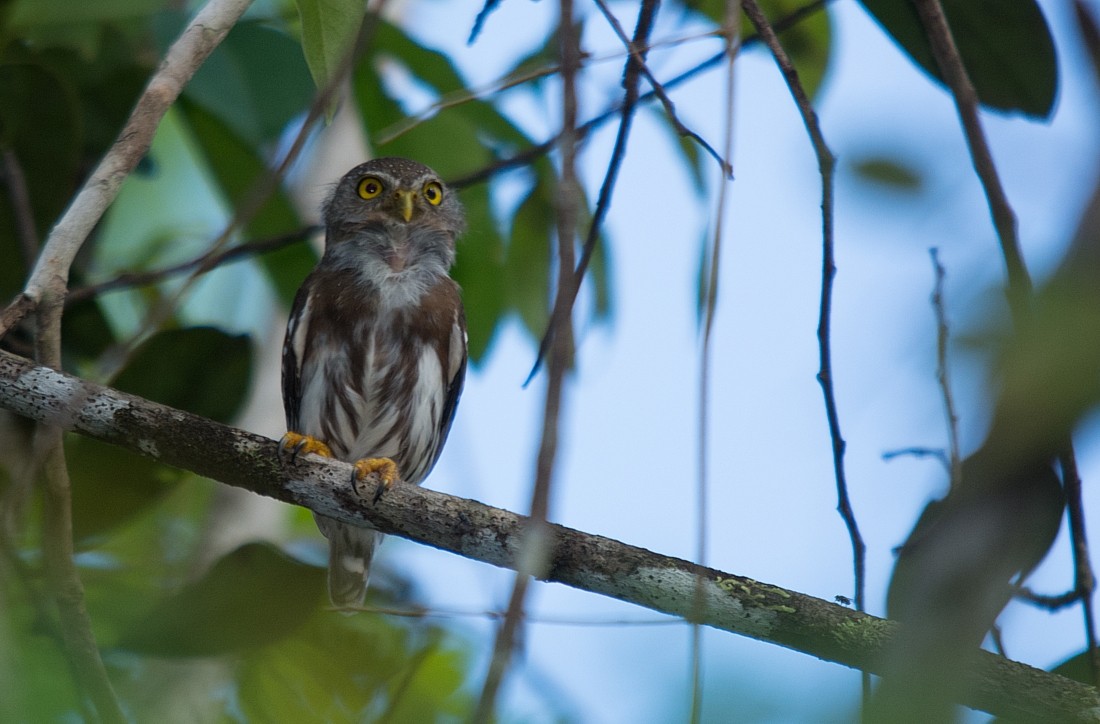 Amazonian Pygmy-Owl - ML186398281