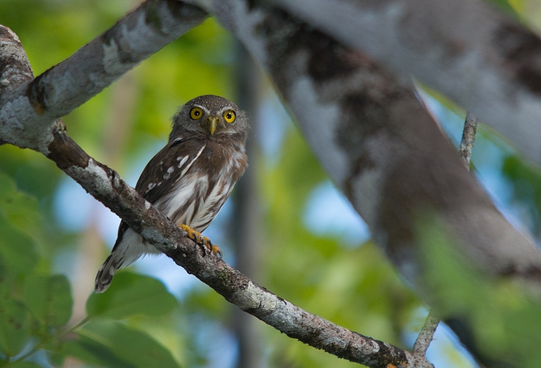 Amazonian Pygmy-Owl - ML186398291