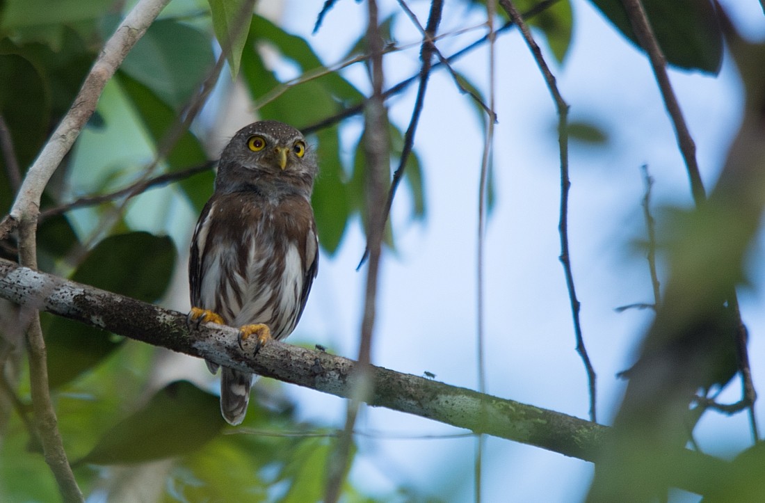 Amazonian Pygmy-Owl - ML186398301