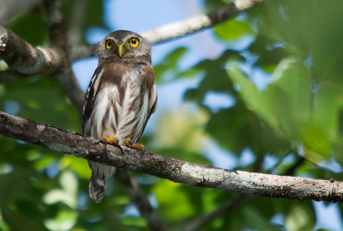 Amazonian Pygmy-Owl - ML186398311
