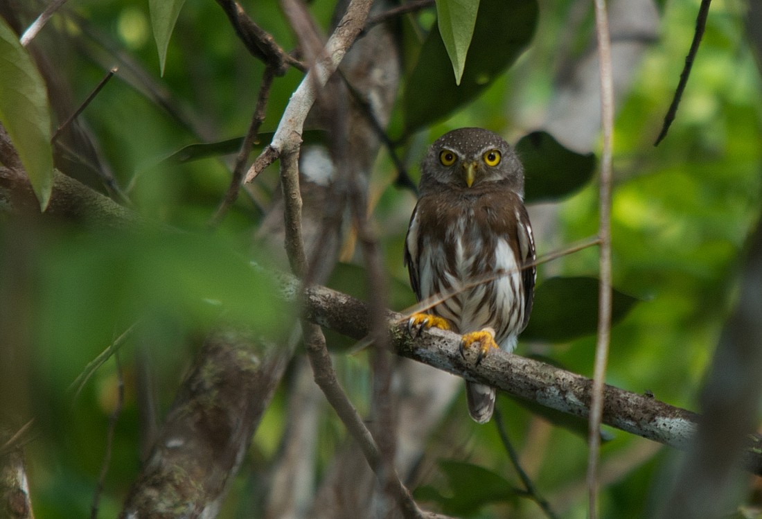 Amazonian Pygmy-Owl - ML186398321