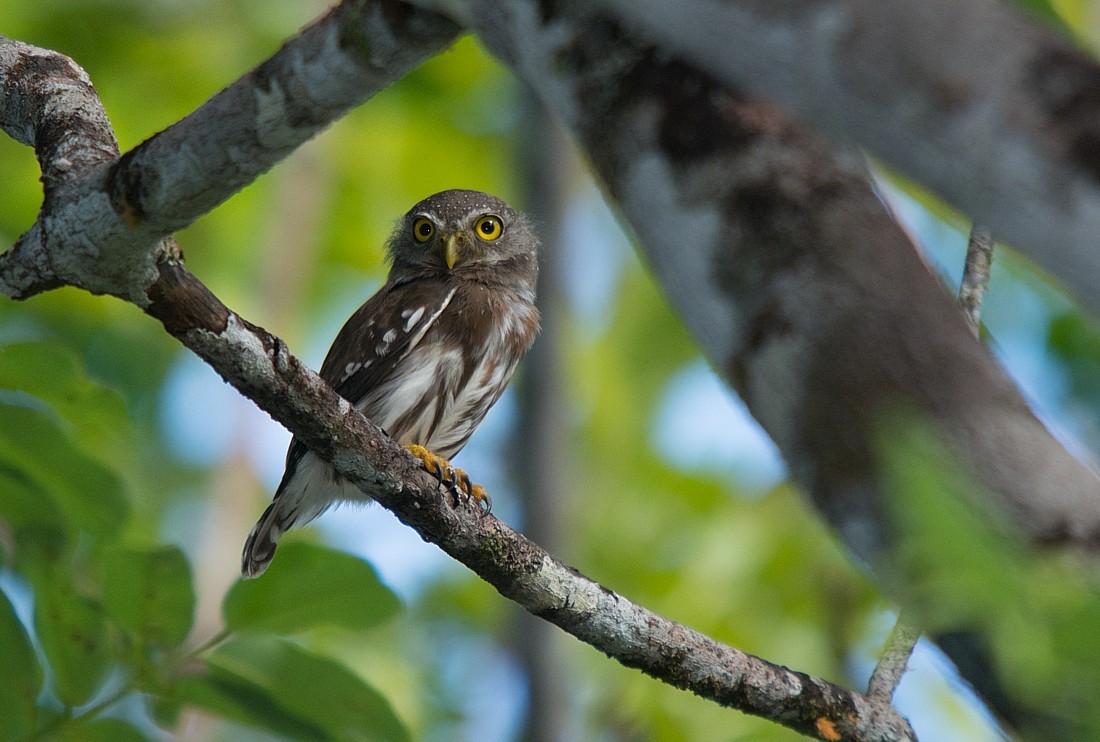 Amazonian Pygmy-Owl - ML186398331