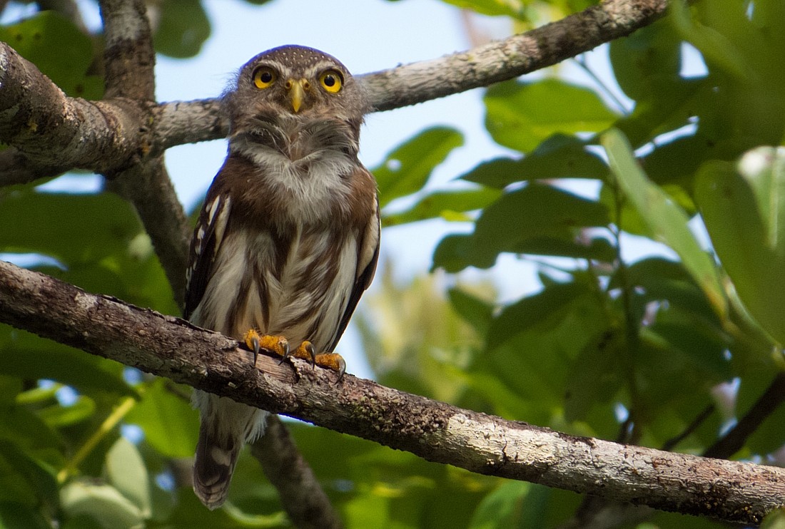 Amazonian Pygmy-Owl - ML186398381