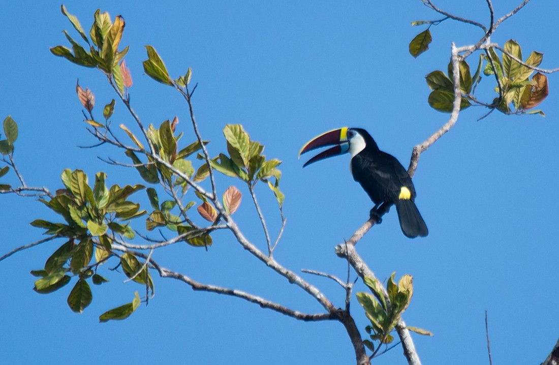 White-throated Toucan - LUCIANO BERNARDES