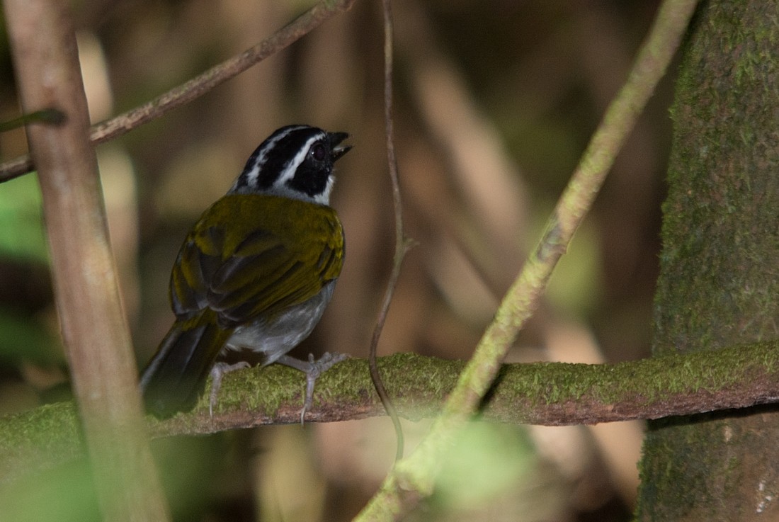 Pectoral Sparrow - LUCIANO BERNARDES