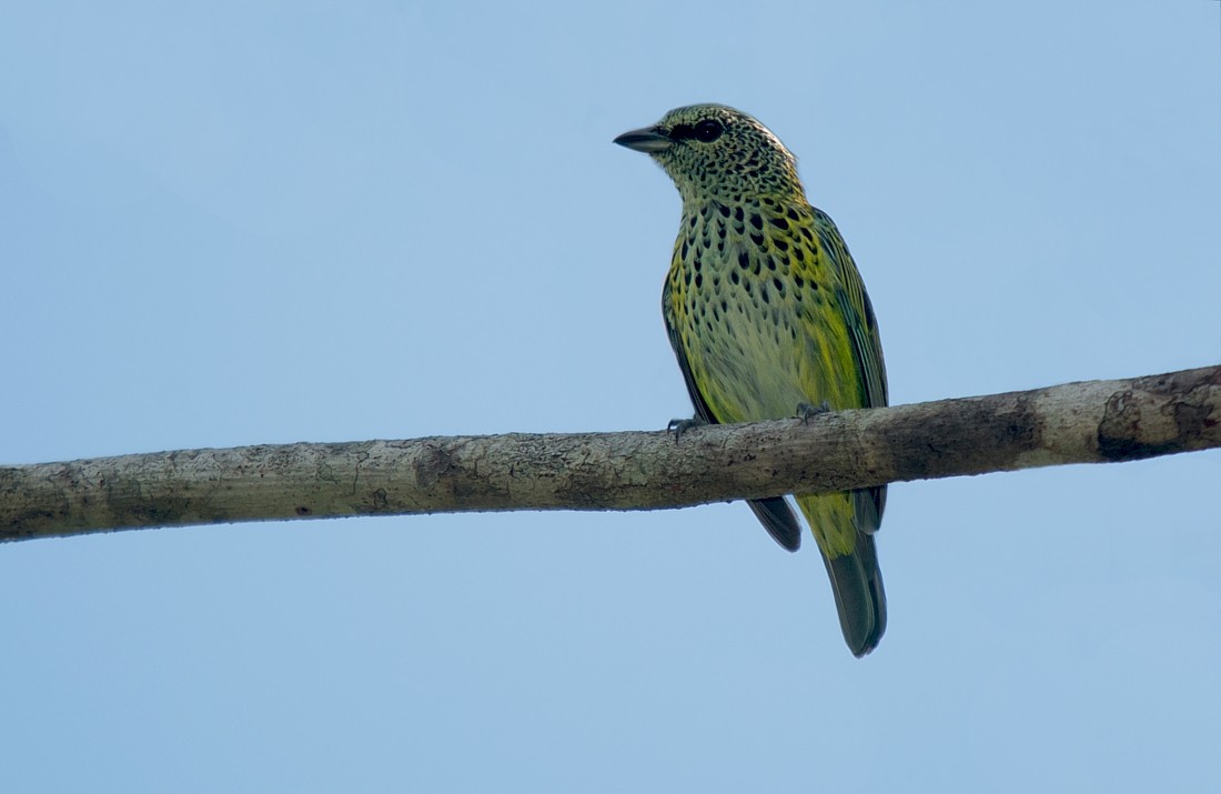 Spotted Tanager - ML186399901