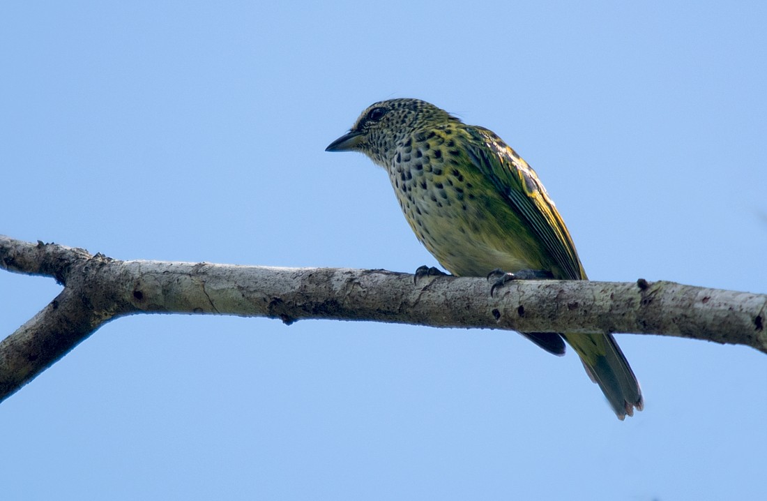 Spotted Tanager - ML186399911