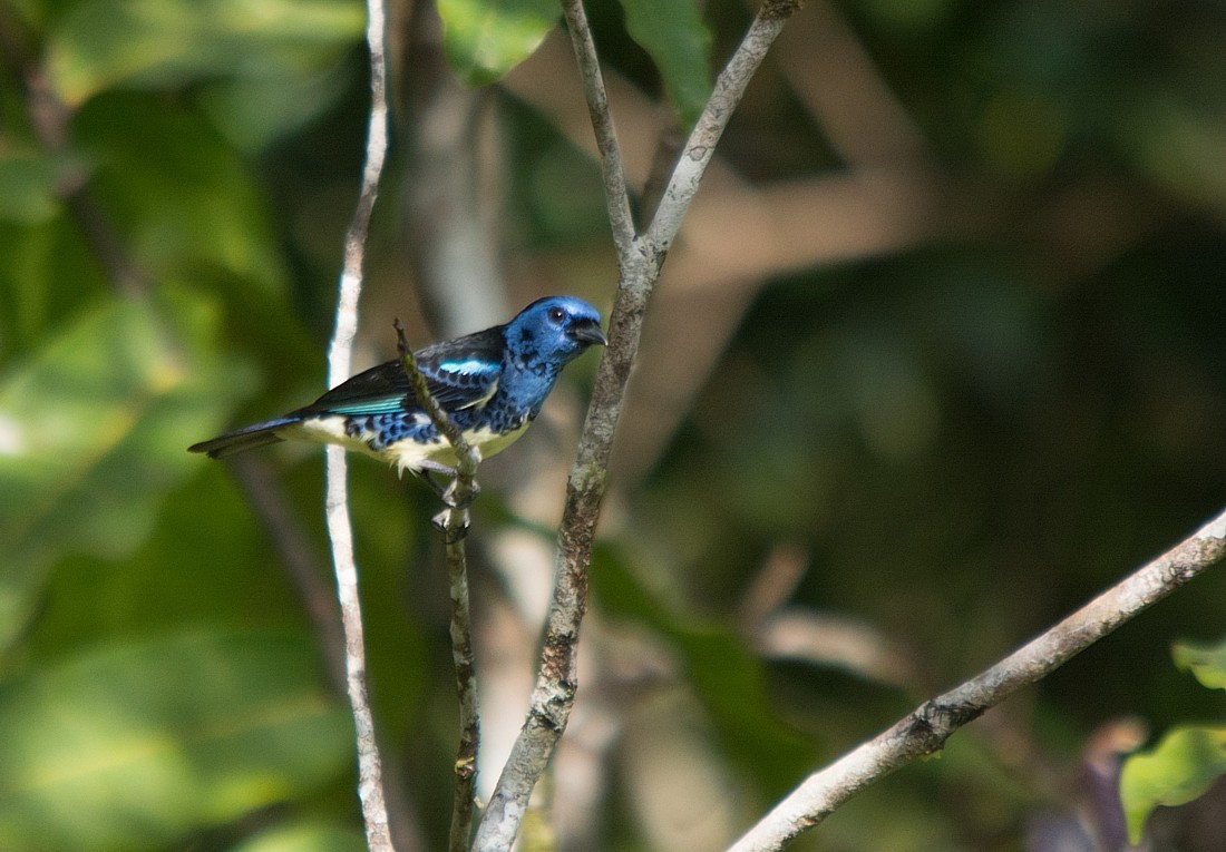 Turquoise Tanager - LUCIANO BERNARDES