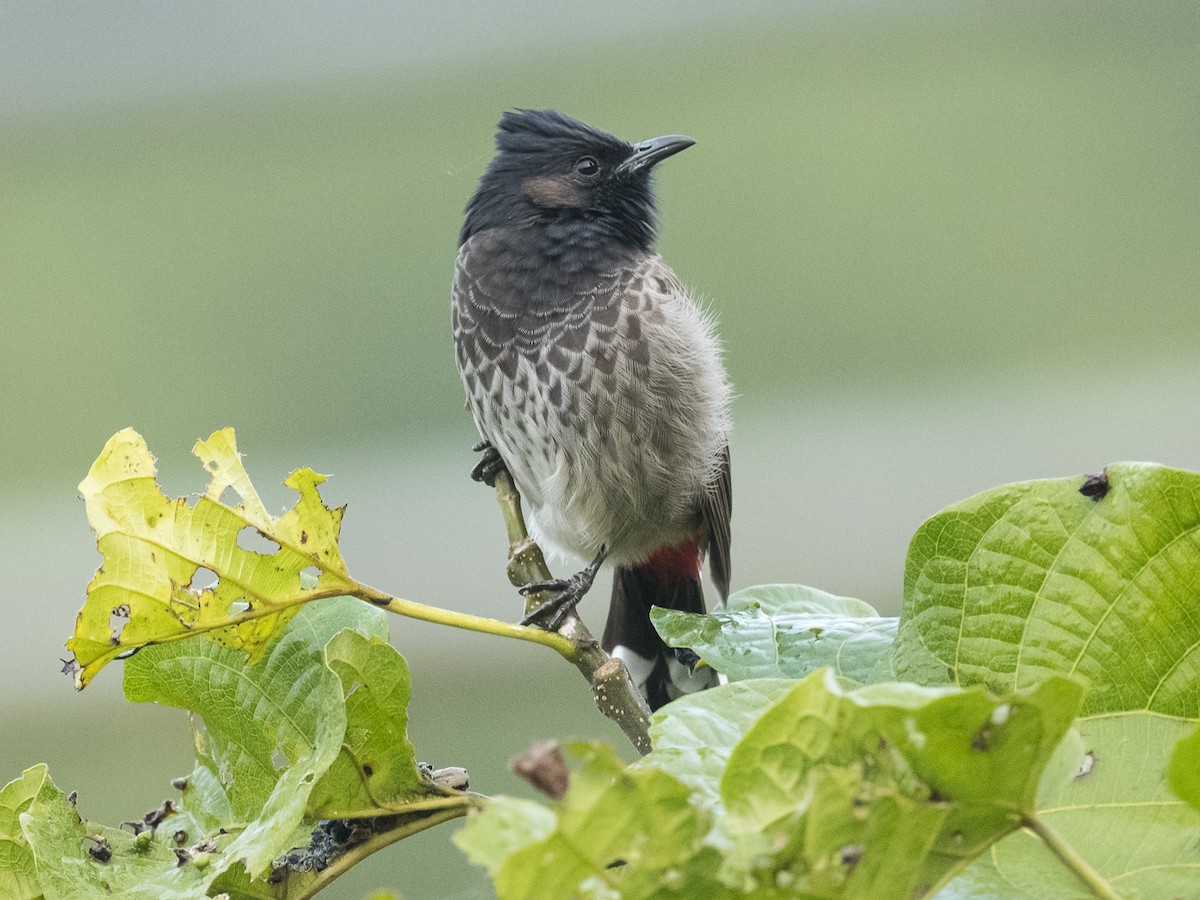 Red-vented Bulbul - ML186405221