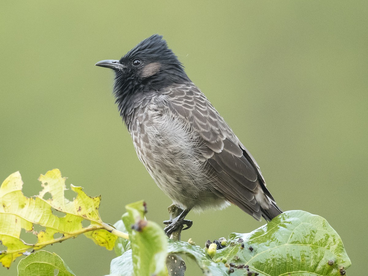 Red-vented Bulbul - ML186405241