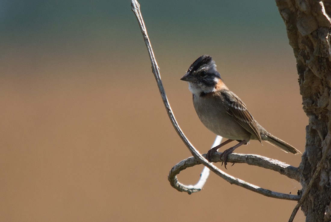 Rufous-collared Sparrow - LUCIANO BERNARDES