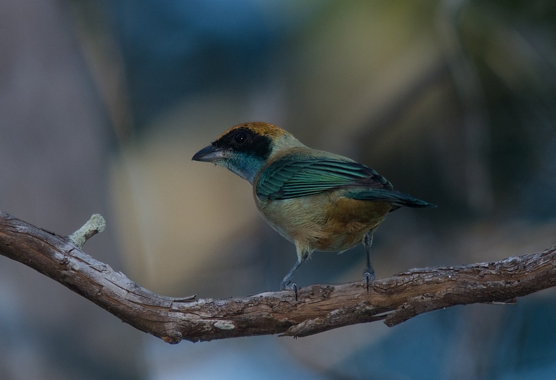 Burnished-buff Tanager - ML186408631