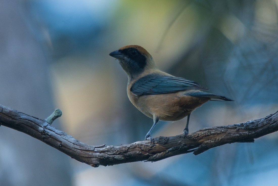 Burnished-buff Tanager - ML186408641