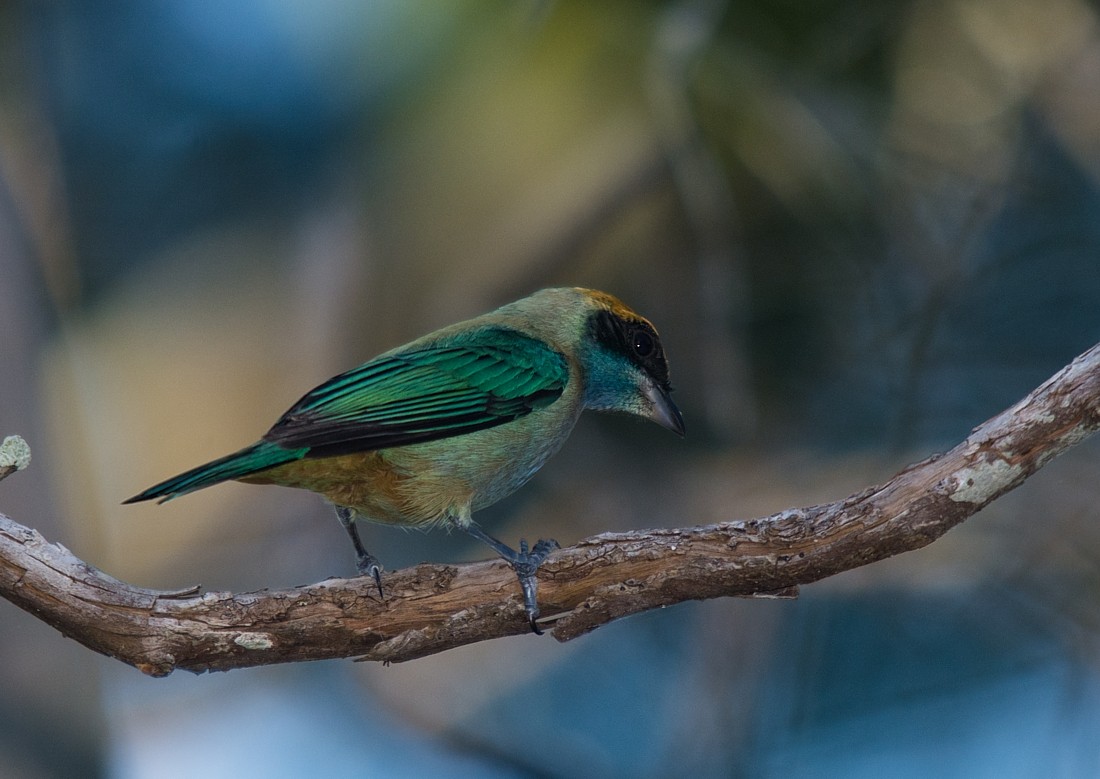 Burnished-buff Tanager - ML186408651