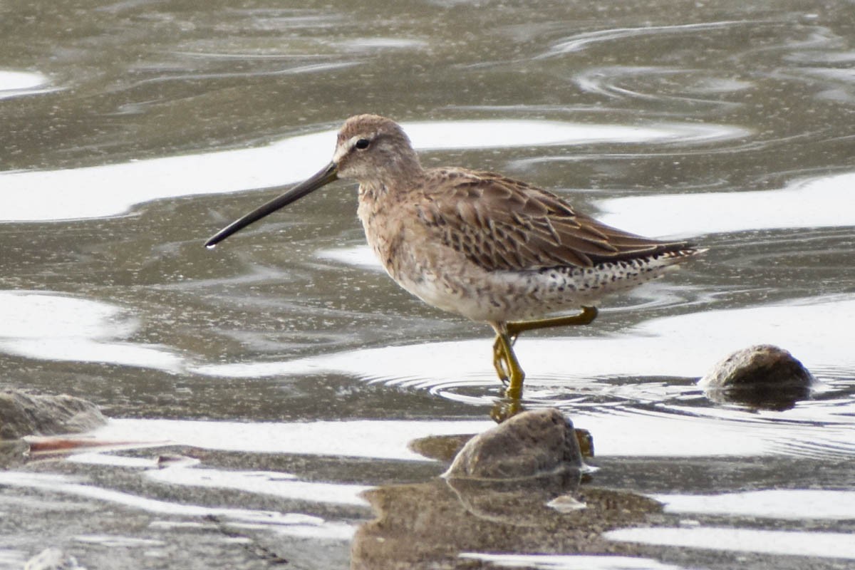 Long-billed Dowitcher - ML186409811