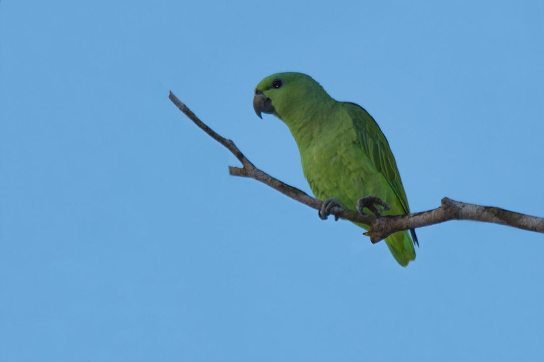 Short-tailed Parrot - LUCIANO BERNARDES