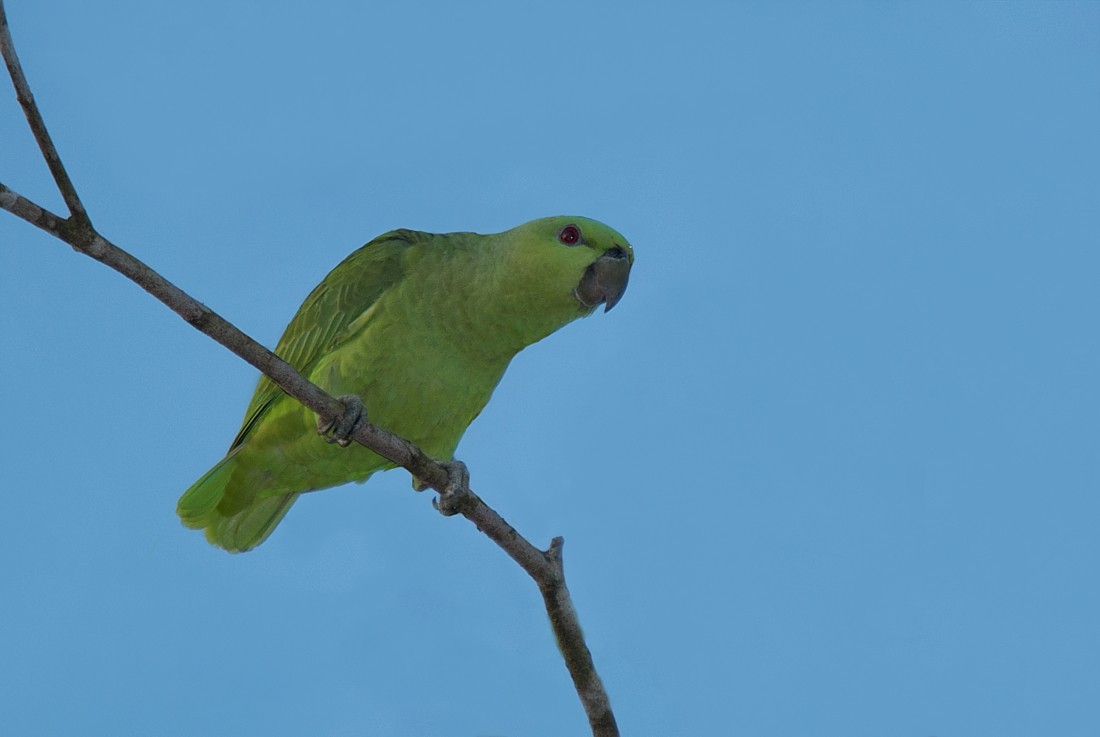 Short-tailed Parrot - ML186411211