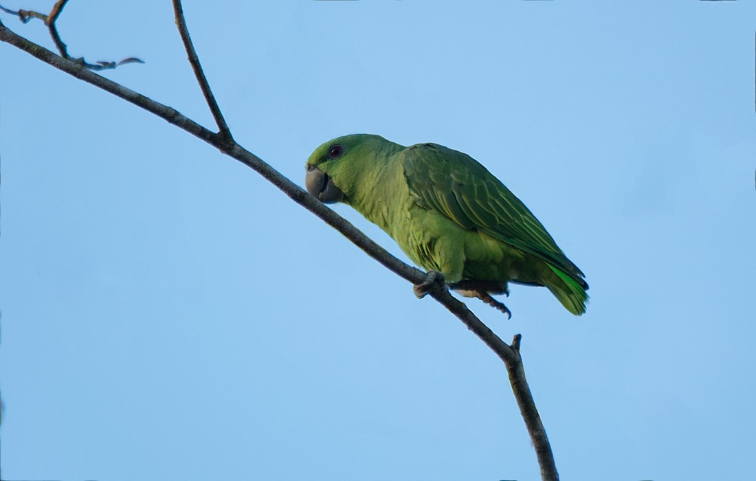 Short-tailed Parrot - ML186411221