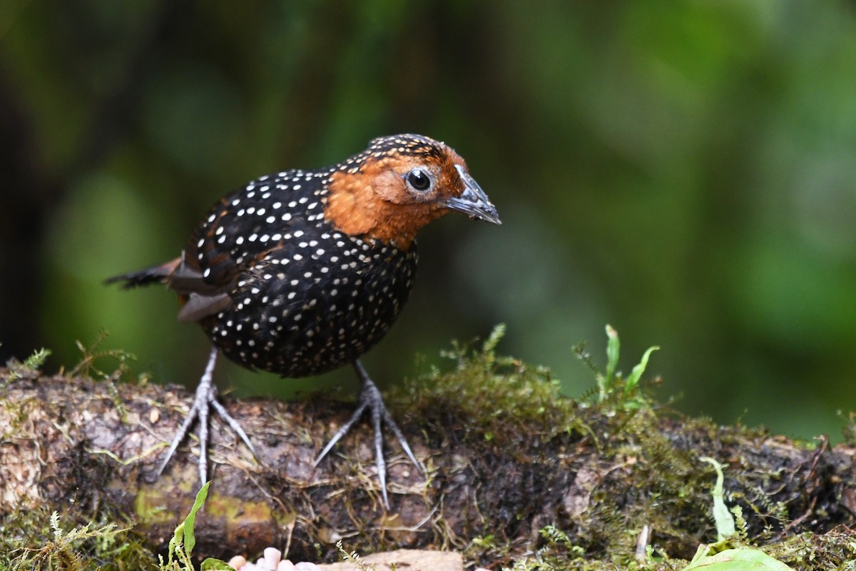 Ocellated Tapaculo - ML186412811