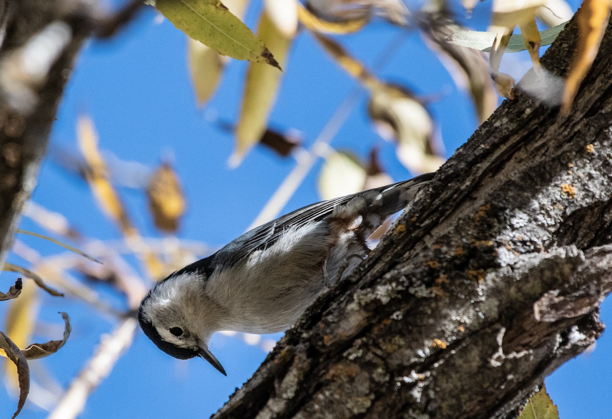White-breasted Nuthatch - ML186416101