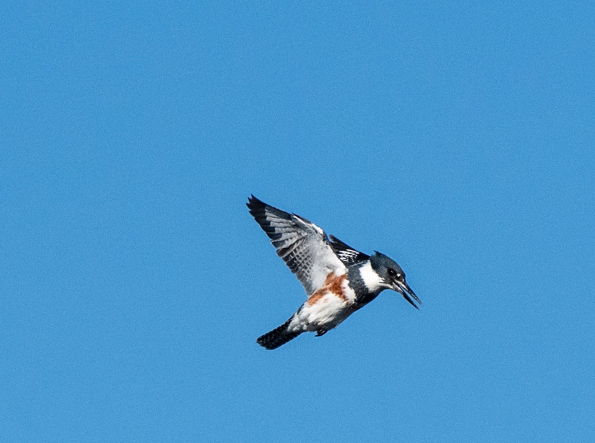 Belted Kingfisher - ML186416581