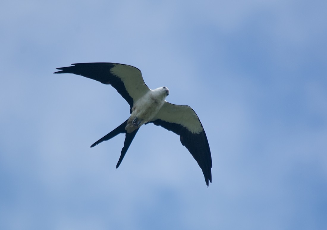 Swallow-tailed Kite - ML186416711