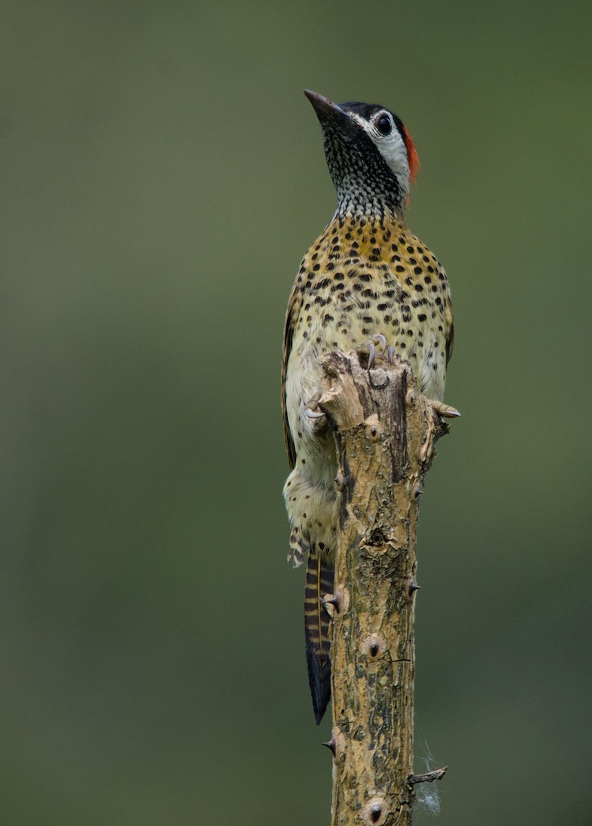 Spot-breasted Woodpecker - LUCIANO BERNARDES