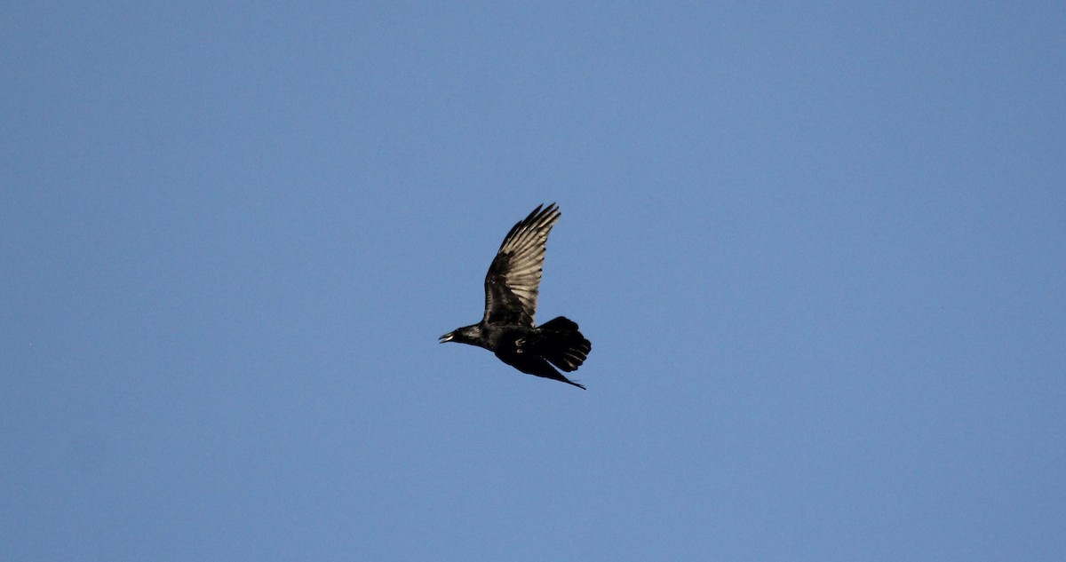 Common Raven - Nels Nelson