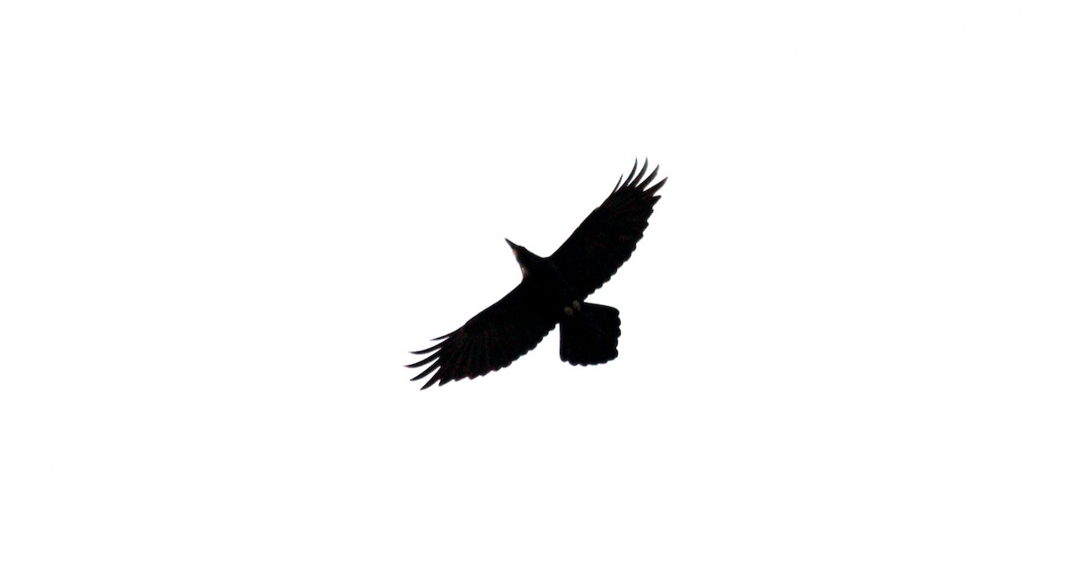 Common Raven - ML186417931