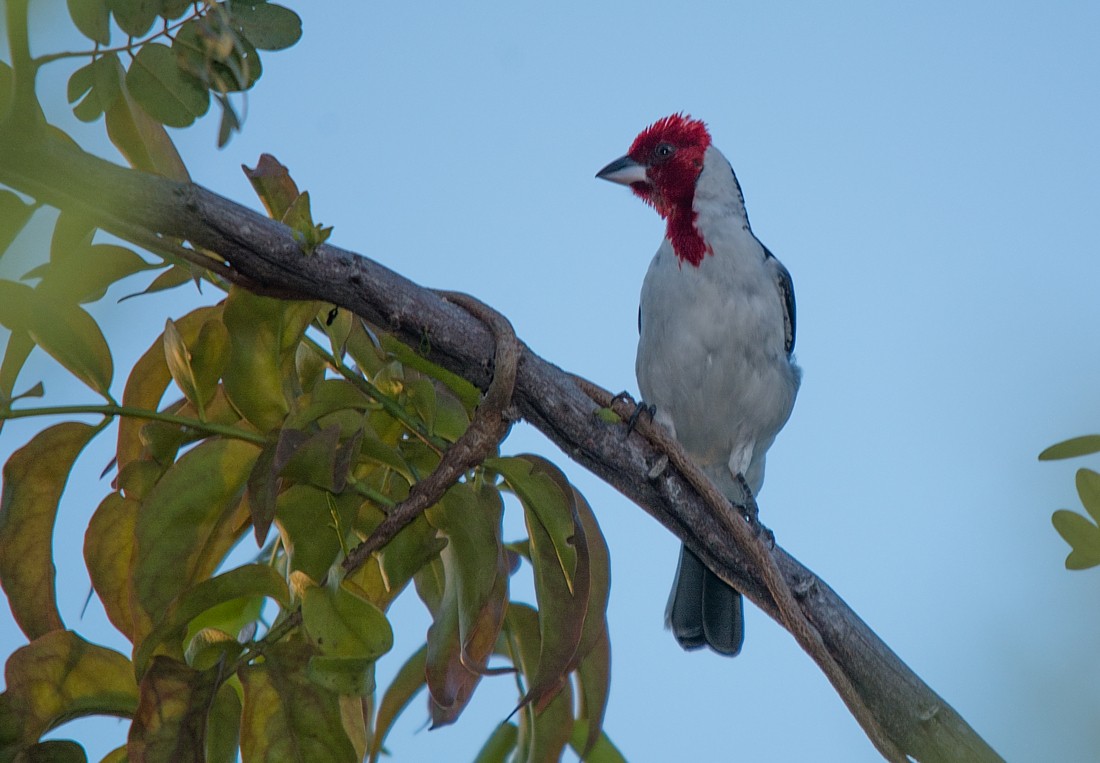 Red-cowled Cardinal - LUCIANO BERNARDES