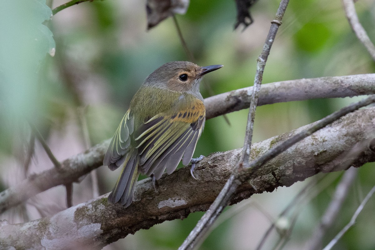 Rusty-fronted Tody-Flycatcher - ML186420241