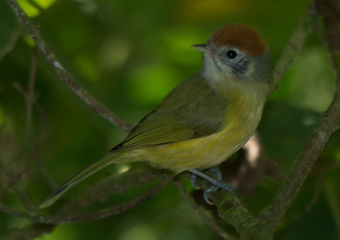 Rufous-crowned Greenlet - LUCIANO BERNARDES