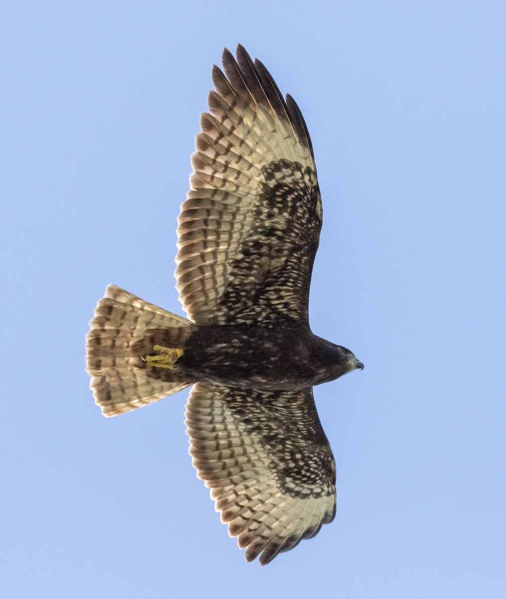 Short-tailed Hawk - Alexander Harper