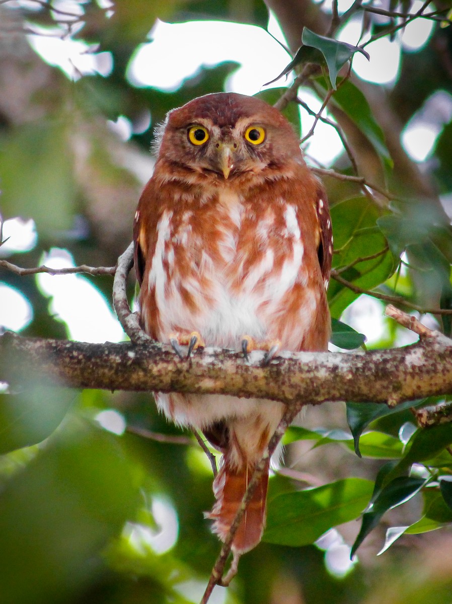 Ferruginous Pygmy-Owl - ML186430241