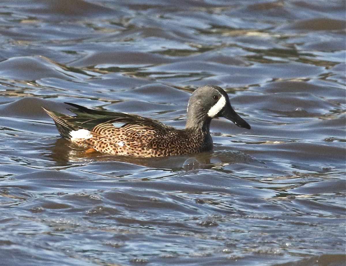 Blue-winged Teal - ML186430671