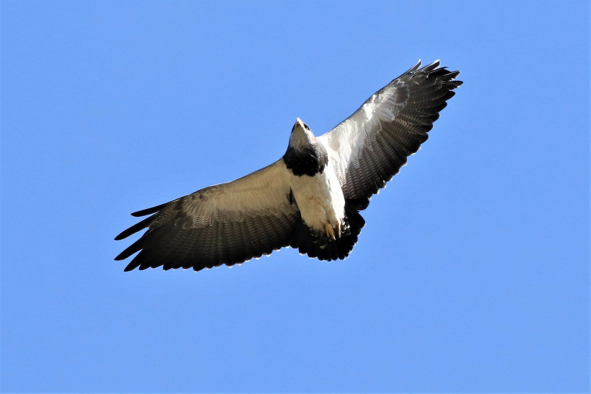 Black-chested Buzzard-Eagle - ML186432991