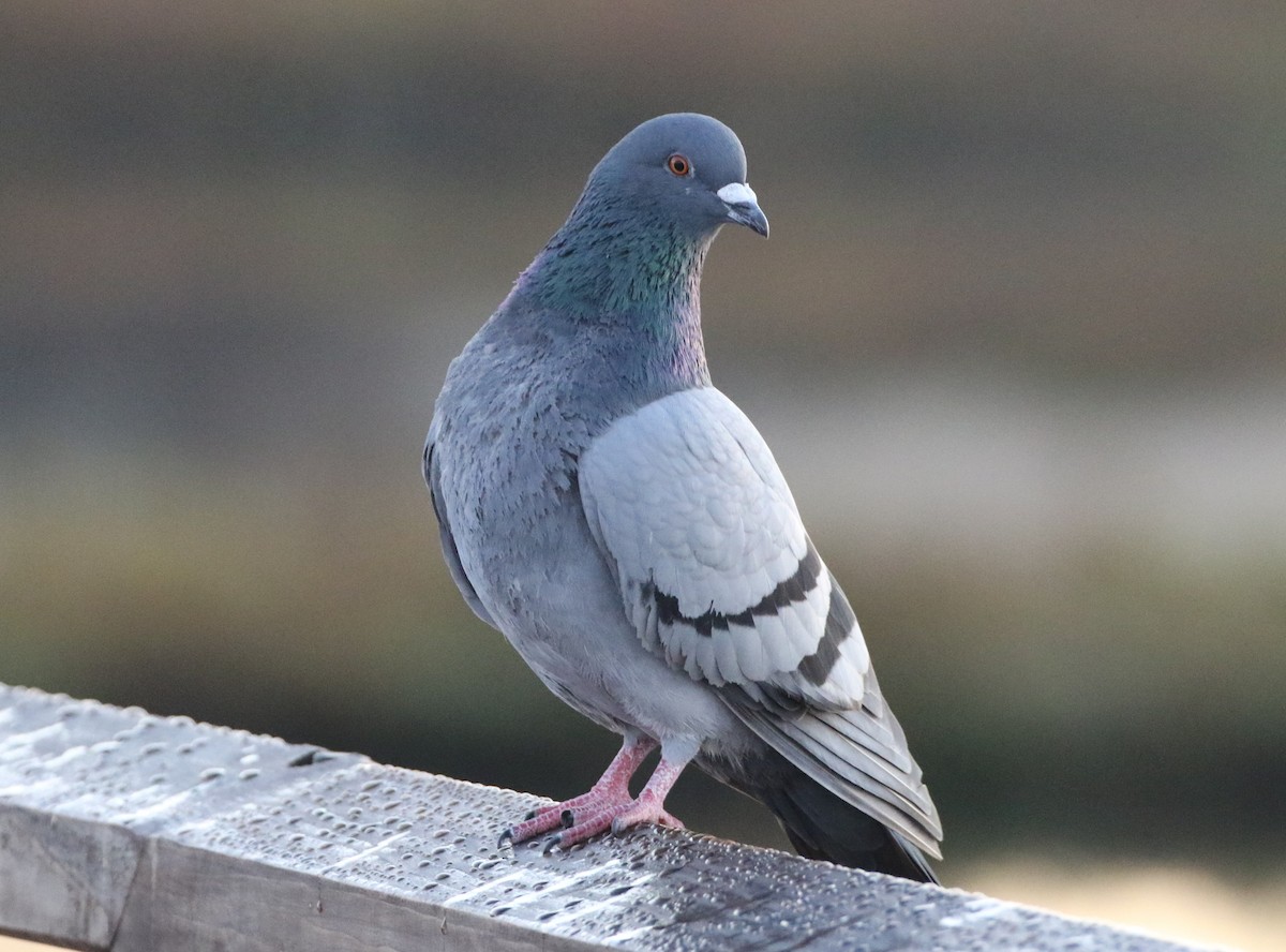 Rock Pigeon (Feral Pigeon) - ML186435191
