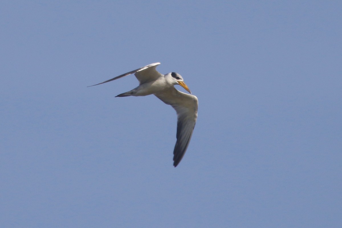Large-billed Tern - ML186435841