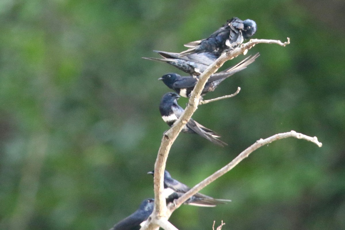 White-banded Swallow - ML186436201