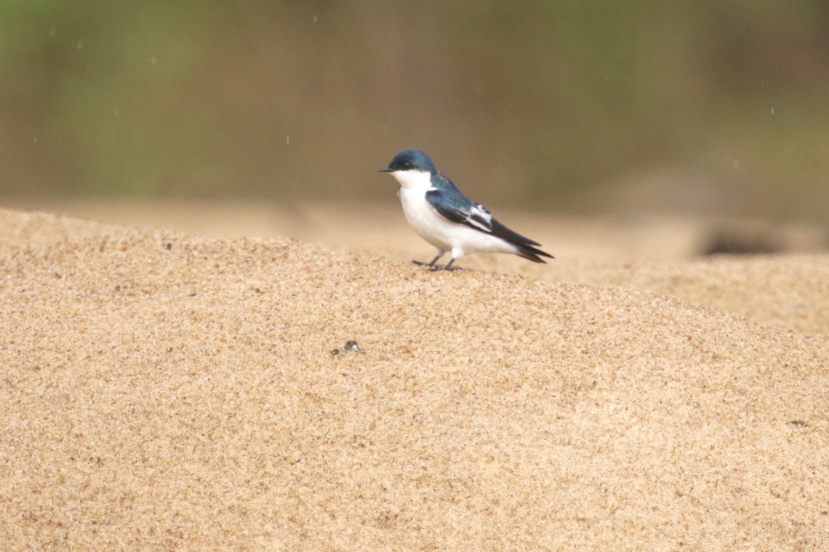 White-winged Swallow - ML186436231