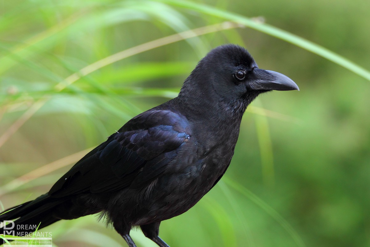 Large-billed Crow - ML186436251