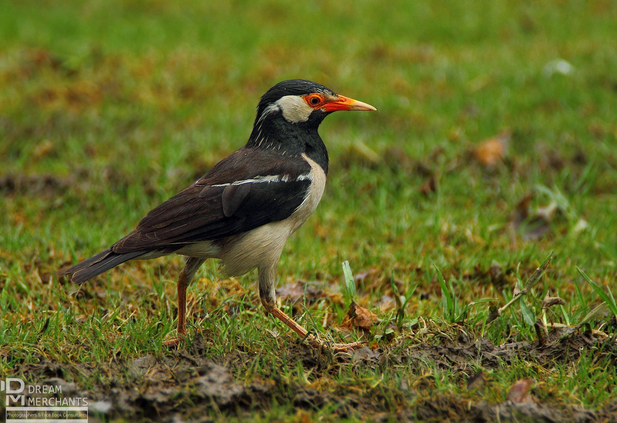 Indian Pied Starling - ML186436341