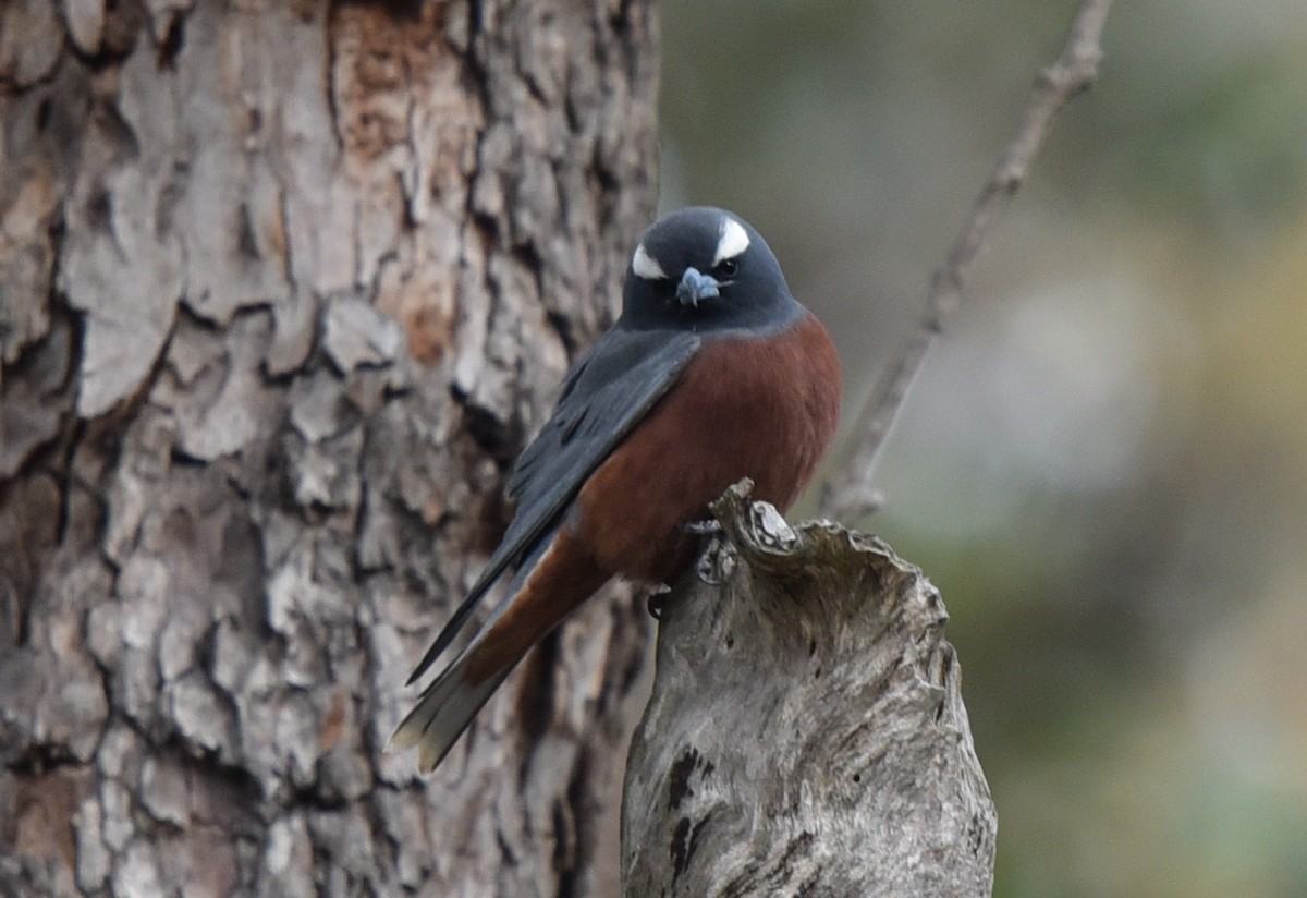White-browed Woodswallow - ML186446431