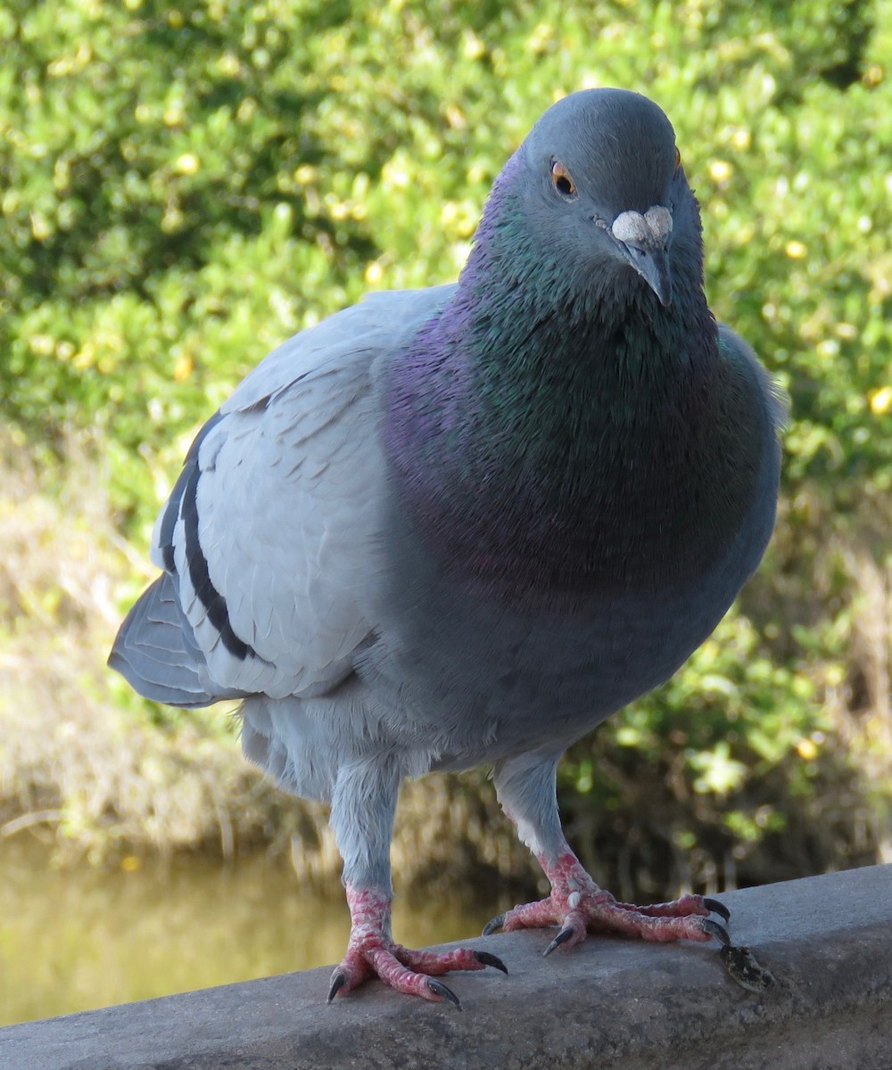 Rock Pigeon (Feral Pigeon) - ML186446681
