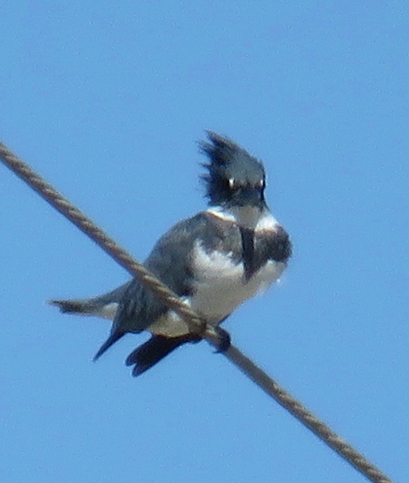 Belted Kingfisher - ML186447491