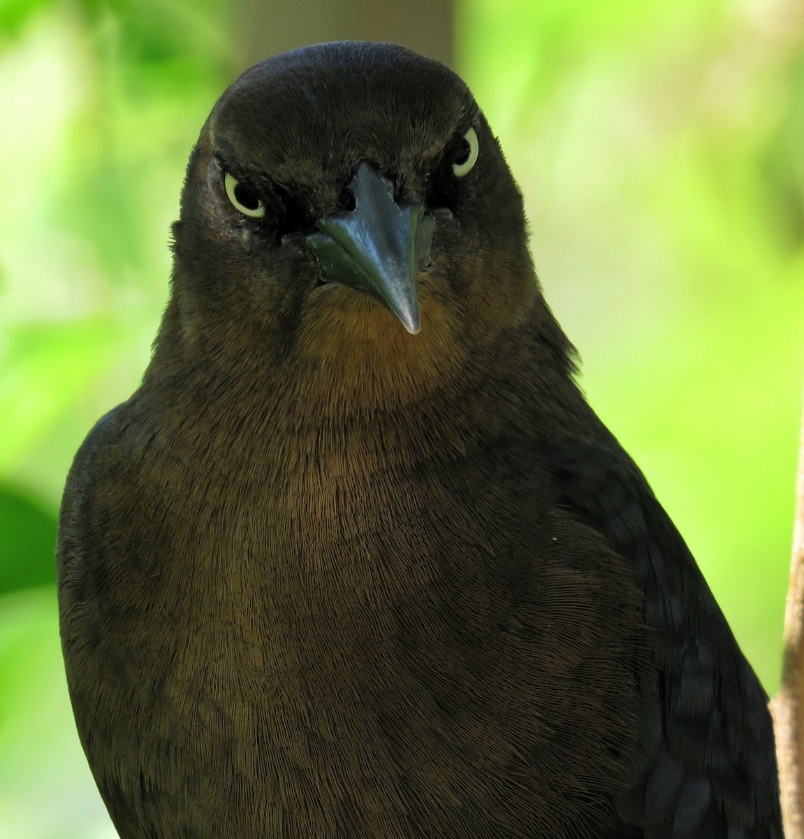 Great-tailed Grackle - ML186447541