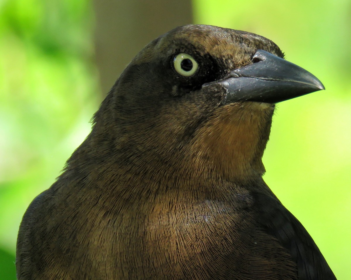 Great-tailed Grackle - ML186447551