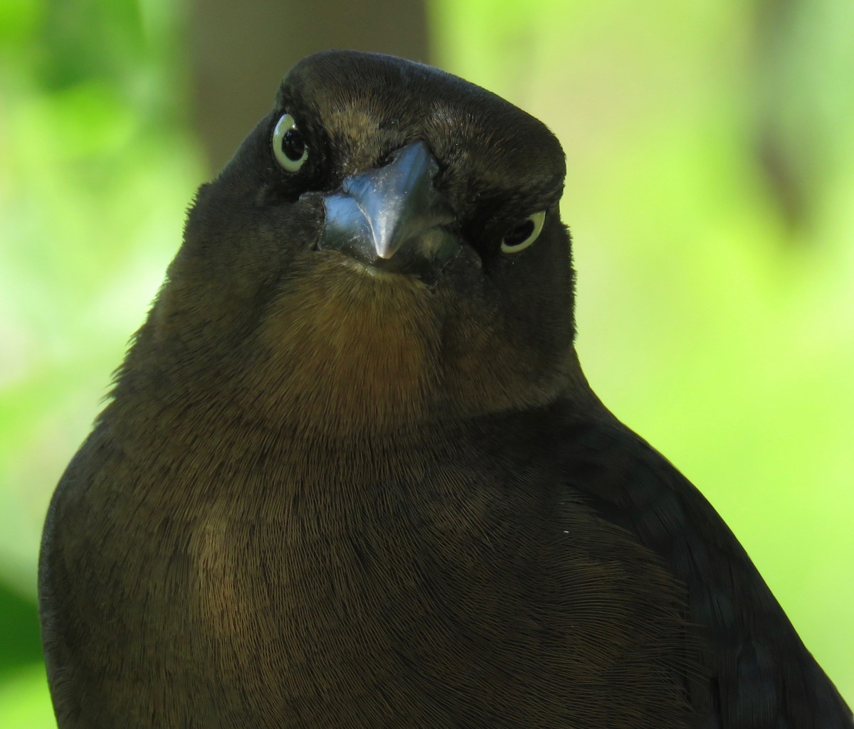 Great-tailed Grackle - ML186447561