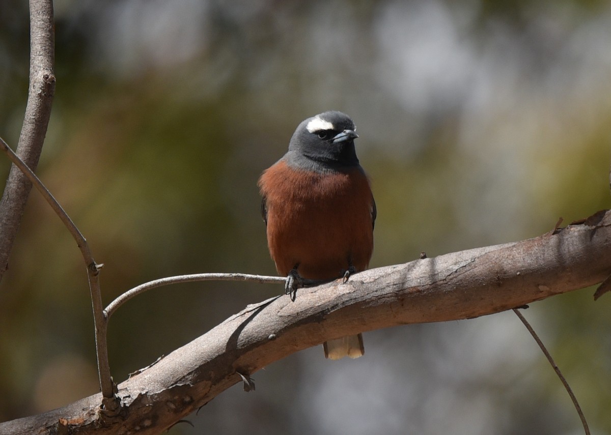 White-browed Woodswallow - ML186448031